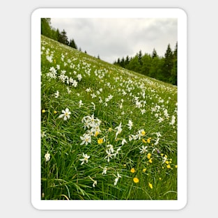 A Field of Blooming Narcissus Sticker